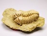 Trilobite Calymene celebra, Silurian (Illinois)