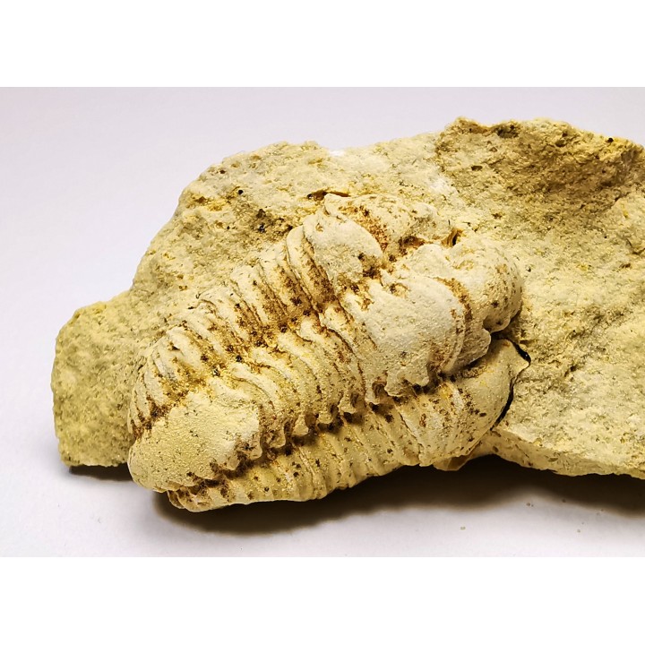 Trilobite Calymene celebra, Silurien (Illinois)