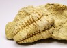 Trilobite Calymene celebra, Silurian (Illinois)