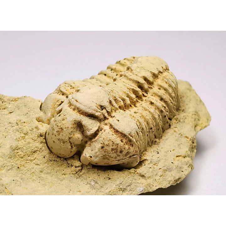 Trilobite Calymene celebra, Silurian (Illinois)