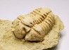 Trilobite Calymene celebra, Silurian (Illinois)
