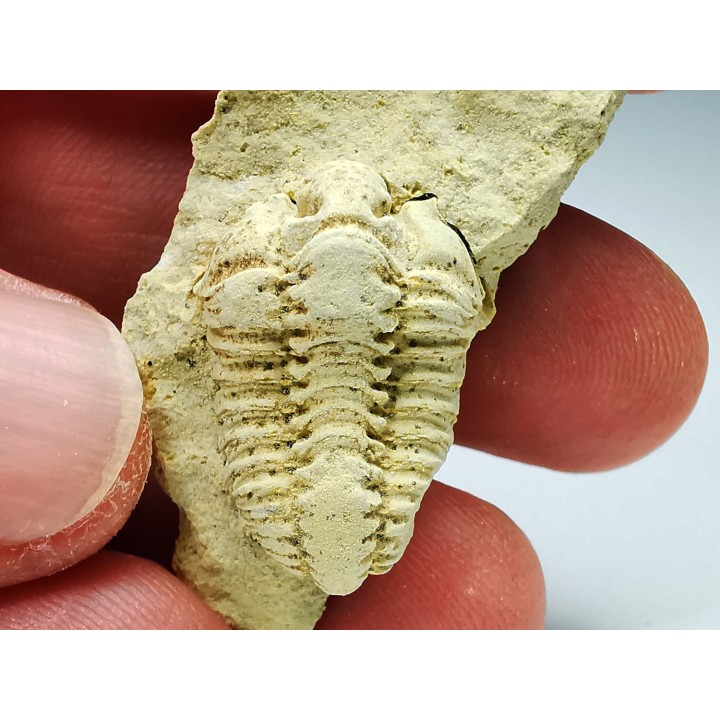 Trilobite Calymene celebra, Silurien (Illinois)