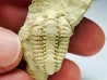 Trilobite Calymene celebra, Silurien (Illinois)