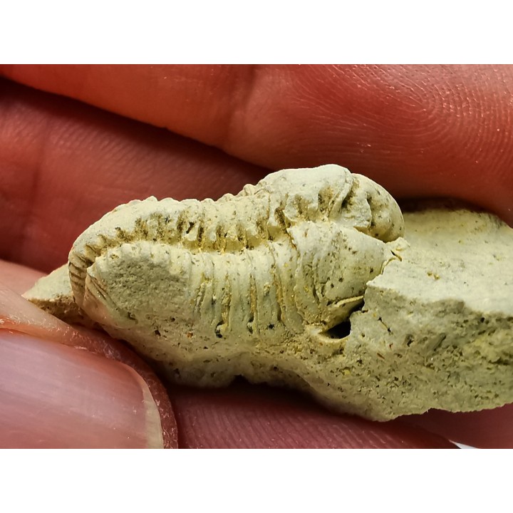 Trilobite Calymene celebra, Silurian (Illinois)