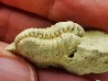 Trilobite Calymene celebra, Silurian (Illinois)