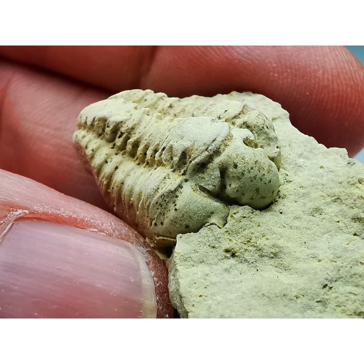 Trilobite Calymene celebra, Silurian (Illinois)