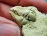 Trilobite Calymene celebra, Silurien (Illinois)