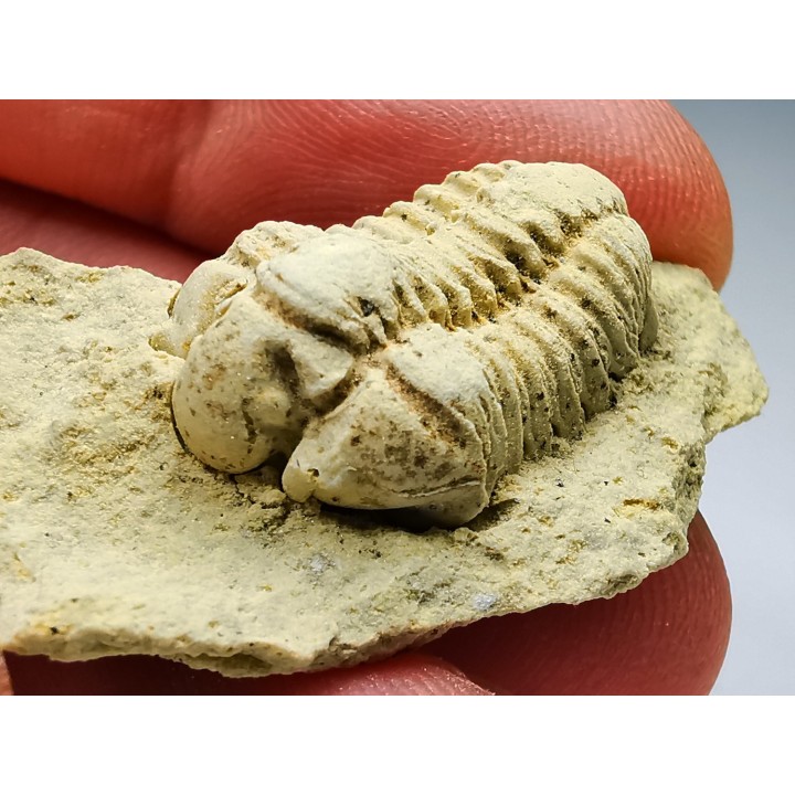 Trilobite Calymene celebra, Silurien (Illinois)
