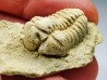 Trilobite Calymene celebra, Silurian (Illinois)