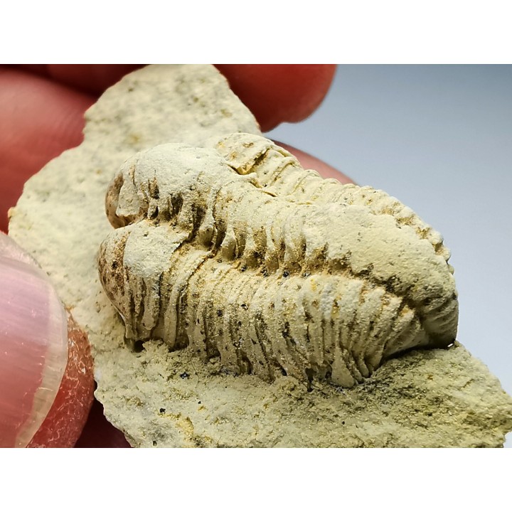 Trilobite Calymene celebra, Silurien (Illinois)