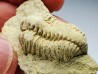 Trilobite Calymene celebra, Silurien (Illinois)