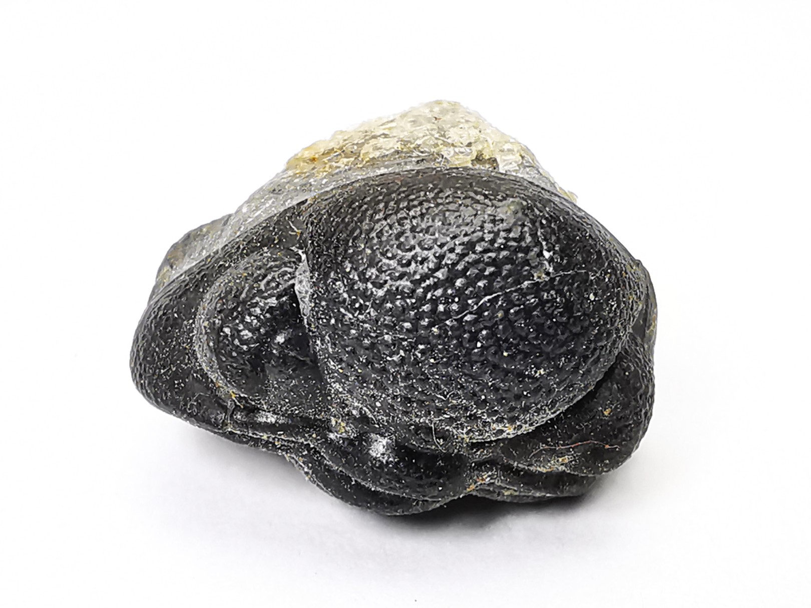 Collection de 2 trilobites Phacops rana, Devonien (New York)