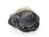 Collection of 2 trilobites Phacops rana, middle Devonian (New York)