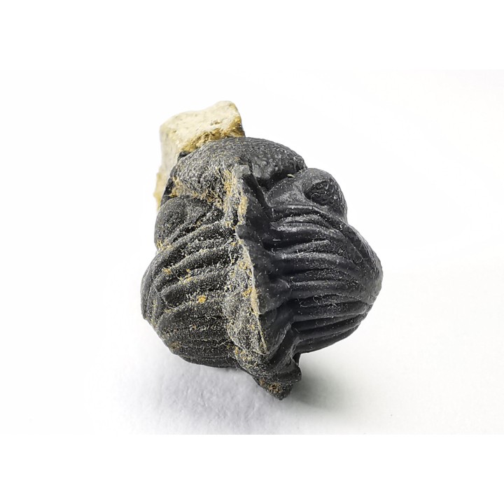 Collection de 2 trilobites Phacops rana, Devonien (New York)