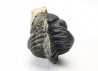 Collection de 2 trilobites Phacops rana, Devonien (New York)