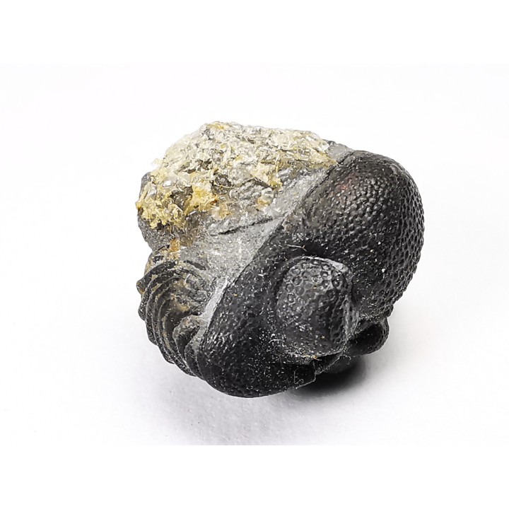 Collection of 2 trilobites Phacops rana, middle Devonian (New York)