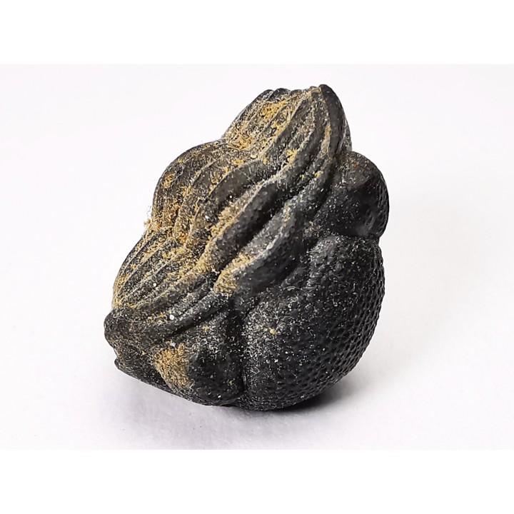 Collection of 2 trilobites Phacops rana, middle Devonian (New York)