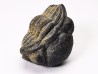 Collection of 2 trilobites Phacops rana, middle Devonian (New York)