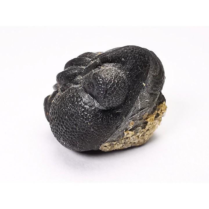 Collection de 2 trilobites Phacops rana, Devonien (New York)