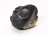 Collection de 2 trilobites Phacops rana, Devonien (New York)