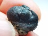 Collection de 2 trilobites Phacops rana, Devonien (New York)