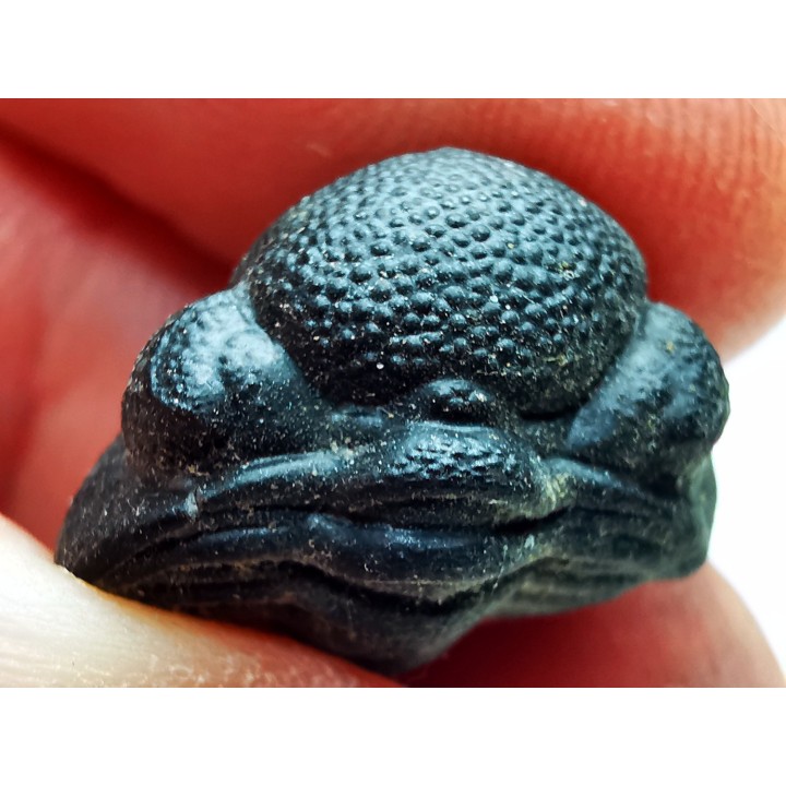 Collection de 2 trilobites Phacops rana, Devonien (New York)