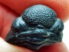 Collection de 2 trilobites Phacops rana, Devonien (New York)