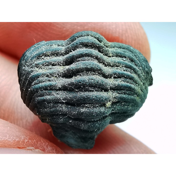 Collection of 2 trilobites Phacops rana, middle Devonian (New York)