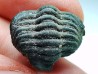 Collection of 2 trilobites Phacops rana, middle Devonian (New York)