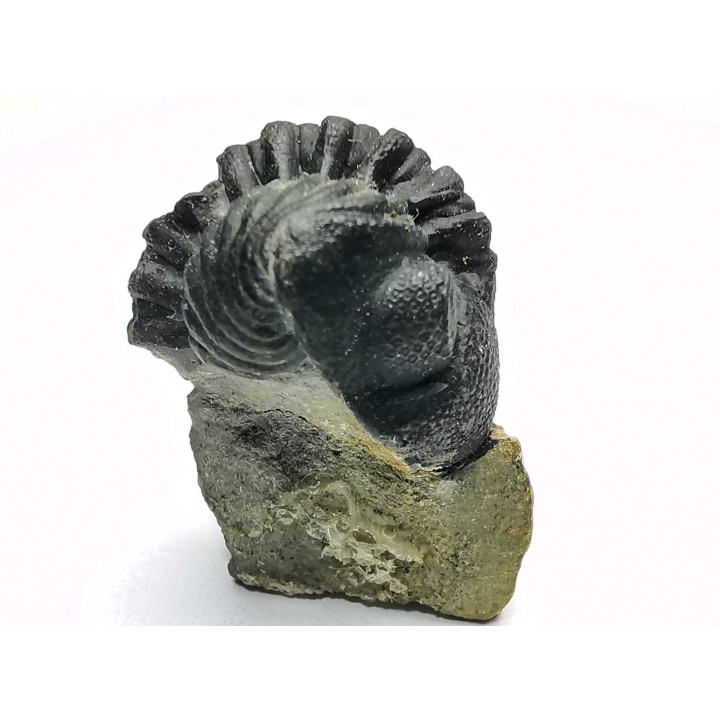 Collection de 2 trilobites Phacops rana, Devonien (New York)