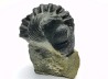 Collection de 2 trilobites Phacops rana, Devonien (New York)