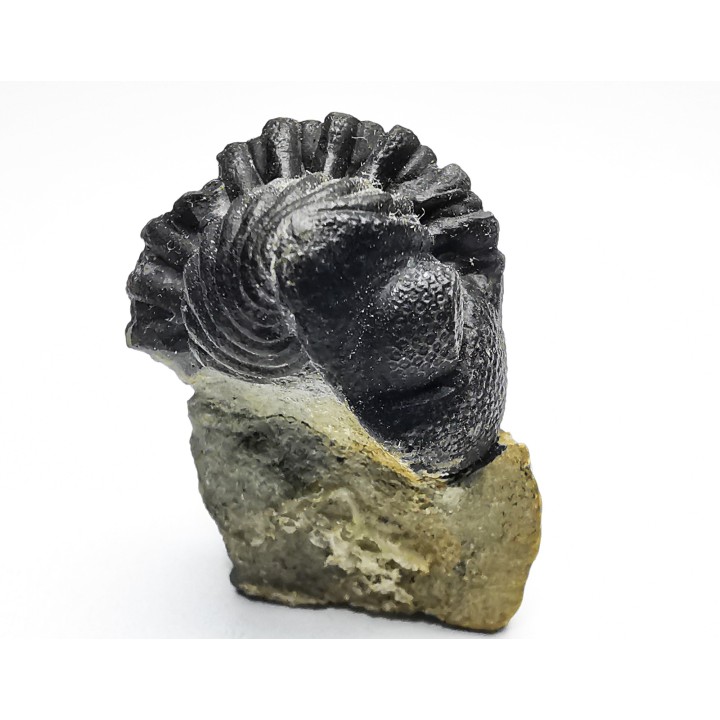 Collection de 2 trilobites Phacops rana, Devonien (New York)