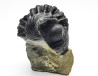 Collection of 2 trilobites Phacops rana, middle Devonian (New York)