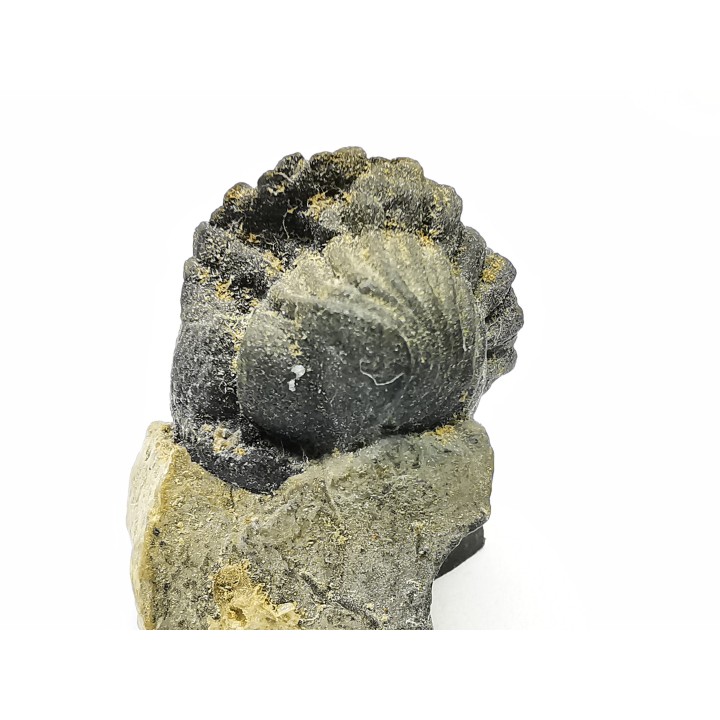 Collection of 2 trilobites Phacops rana, middle Devonian (New York)