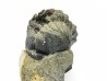 Collection de 2 trilobites Phacops rana, Devonien (New York)
