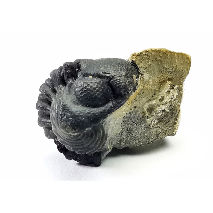 Collection of 2 trilobites Phacops rana, middle Devonian (New York)