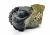 Collection of 2 trilobites Phacops rana, middle Devonian (New York)