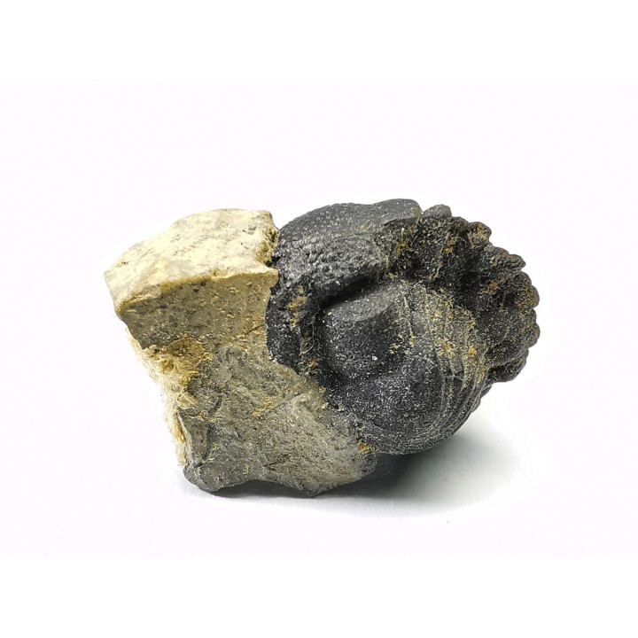 Collection of 2 trilobites Phacops rana, middle Devonian (New York)