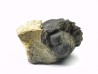 Collection de 2 trilobites Phacops rana, Devonien (New York)