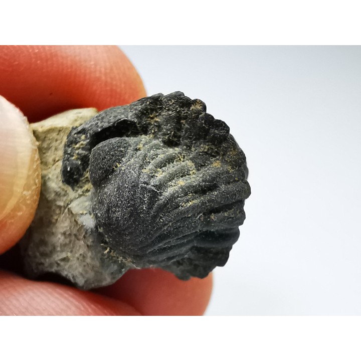 Collection de 2 trilobites Phacops rana, Devonien (New York)