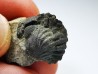 Collection de 2 trilobites Phacops rana, Devonien (New York)