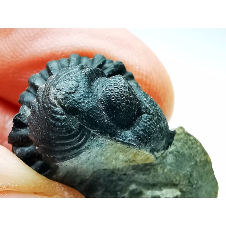 Collection of 2 trilobites Phacops rana, middle Devonian (New York)