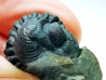 Collection of 2 trilobites Phacops rana, middle Devonian (New York)