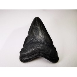 shark tooth Carcharocles angustidens - Oligocene (North Carolina)