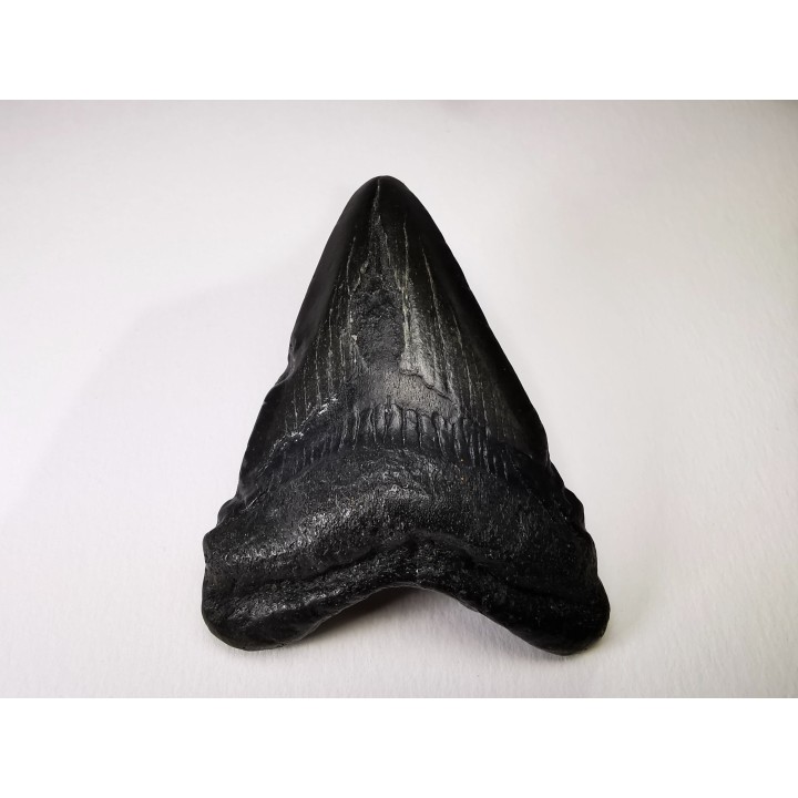 dent de requin Carcharocles angustidens - Oligocène (Caroline du Nord)