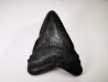 dent de requin Carcharocles angustidens - Oligocène (Caroline du Nord)