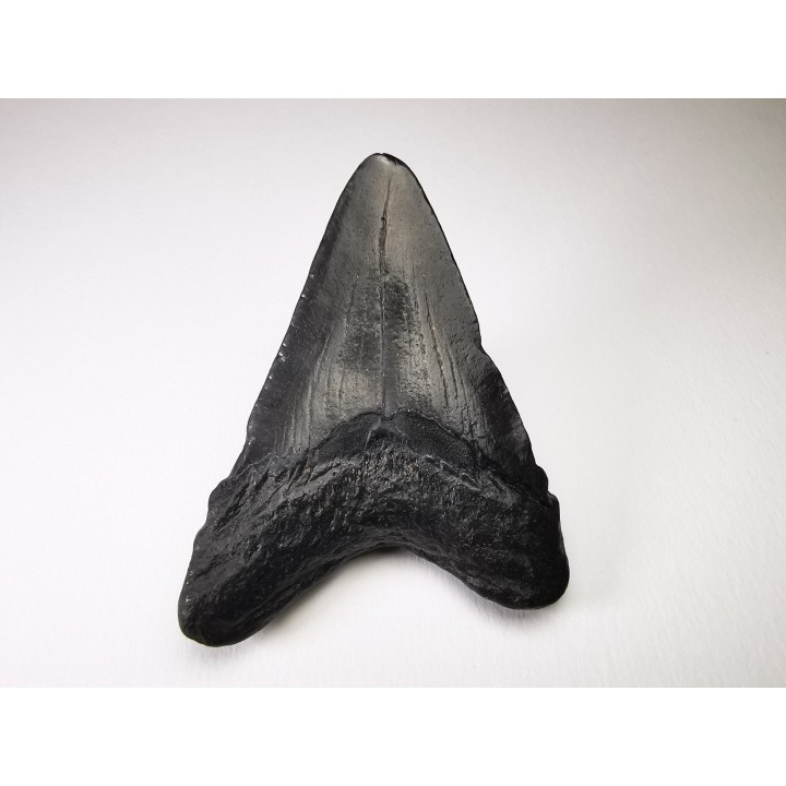 shark tooth Carcharocles angustidens - Oligocene (North Carolina)