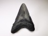 dent de requin Carcharocles angustidens - Oligocène (Caroline du Nord)