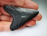 shark tooth Carcharocles angustidens - Oligocene (North Carolina)