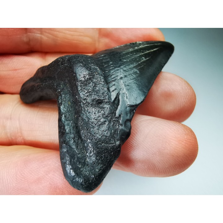 shark tooth Carcharocles angustidens - Oligocene (North Carolina)